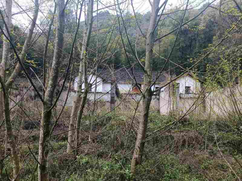  退休后选择水库孤岛，常德老局长十年自给自足；虽有喂养家禽的琐碎烦恼，却乐在其中。 健康养生