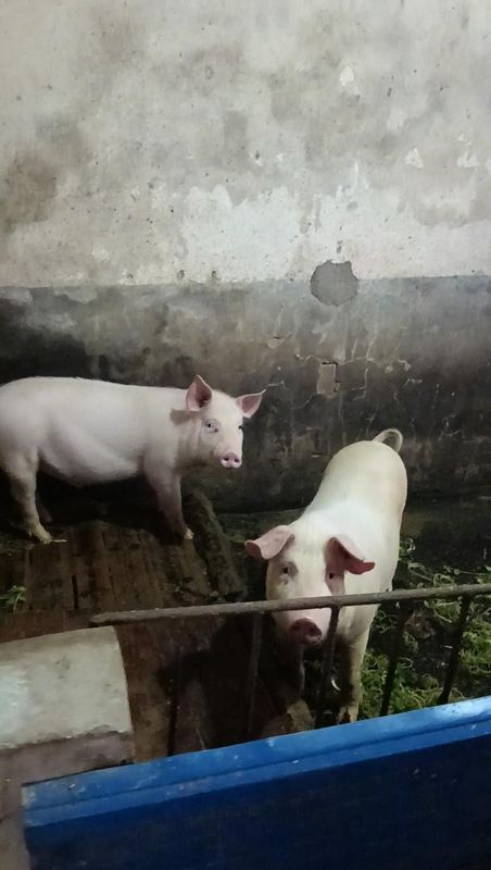  退休后选择水库孤岛，常德老局长十年自给自足；虽有喂养家禽的琐碎烦恼，却乐在其中。 健康养生