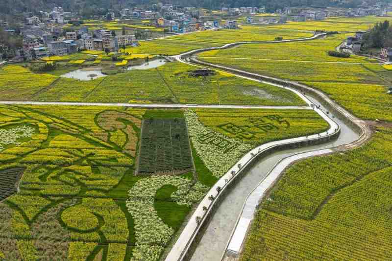 那片改变村庄的花海，是如何一年年开进村民心里的