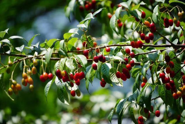  【成都樱桃采摘地图·技术解码】从品种特性到最佳采摘窗口：一份基于实测数据的选择指南 文化旅游