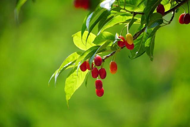  【成都樱桃采摘地图·技术解码】从品种特性到最佳采摘窗口：一份基于实测数据的选择指南 文化旅游