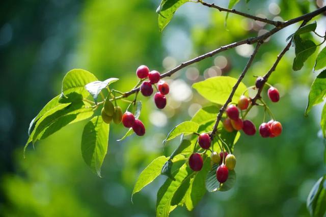  【成都樱桃采摘地图·技术解码】从品种特性到最佳采摘窗口：一份基于实测数据的选择指南 文化旅游